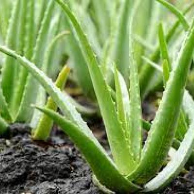 aloe vera 3