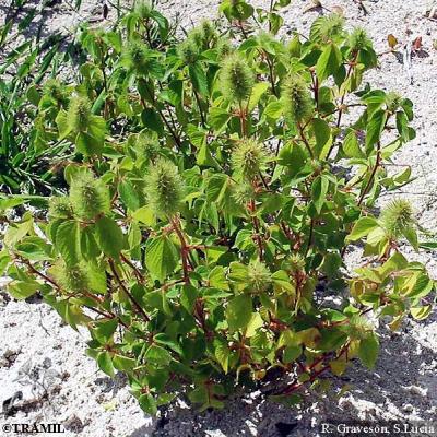 Acalypha alopecuroidea jacq. 3