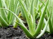 aloe vera 3